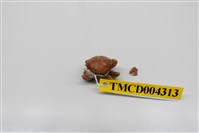 藏品(牧氏毛粒蟹)的圖片